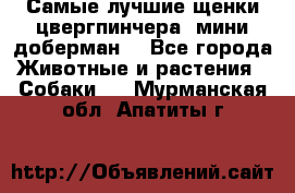 Самые лучшие щенки цвергпинчера (мини доберман) - Все города Животные и растения » Собаки   . Мурманская обл.,Апатиты г.